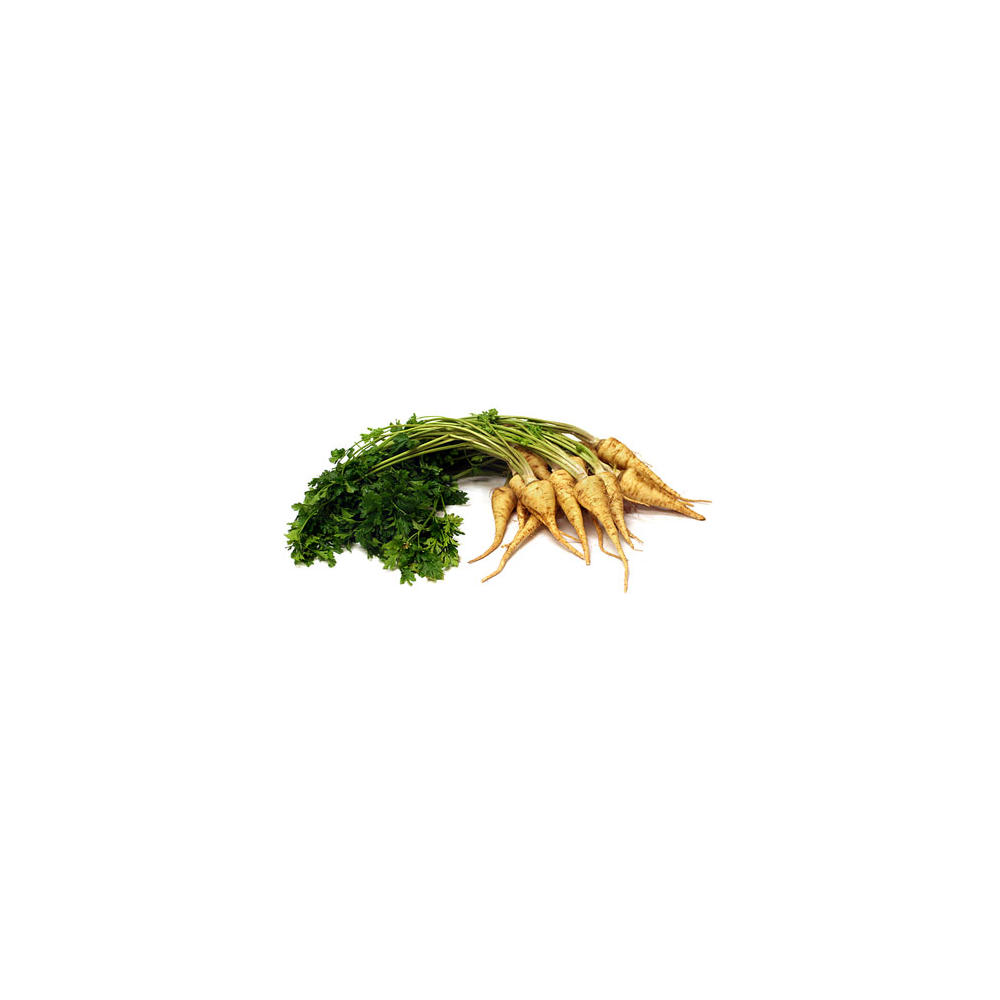 Fresh Parsley Root