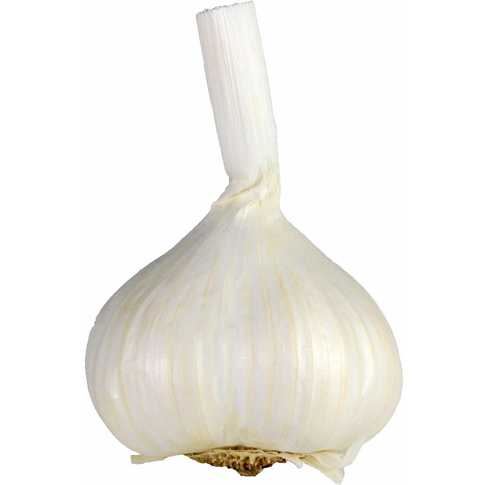 Fresh Colossal Garlic