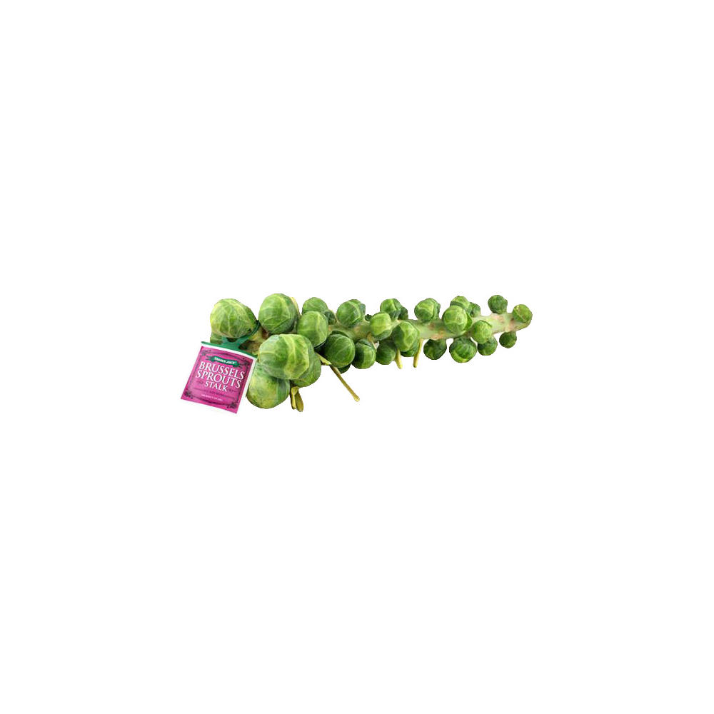 Fresh Brussels Sprouts Stalk