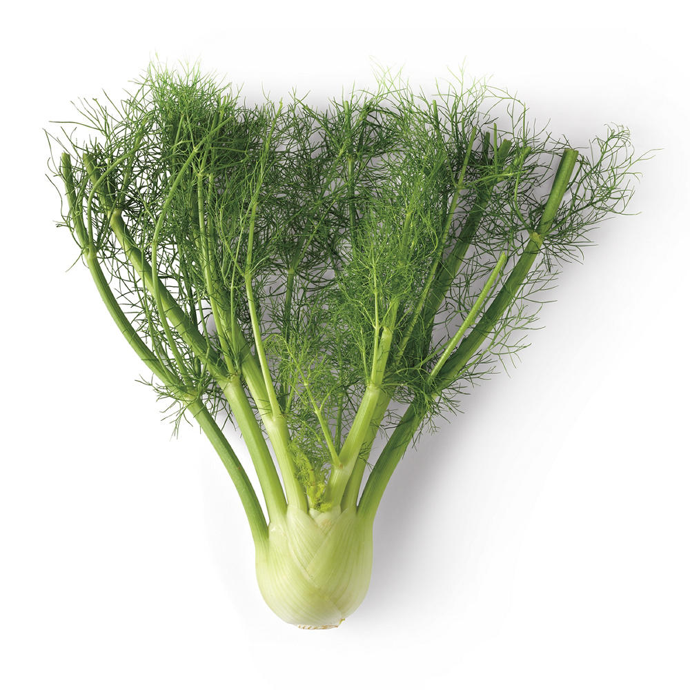 Fresh Fennel