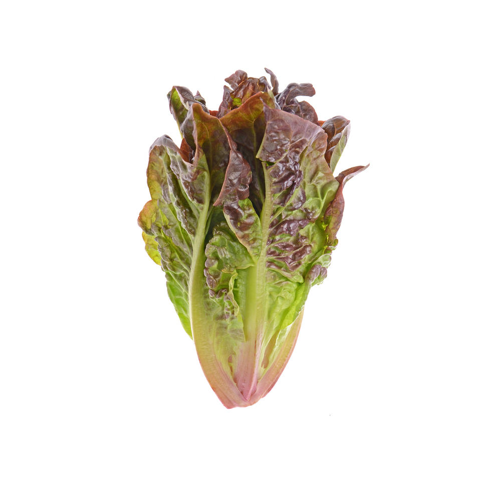 Fresh Red Romaine Lettuce