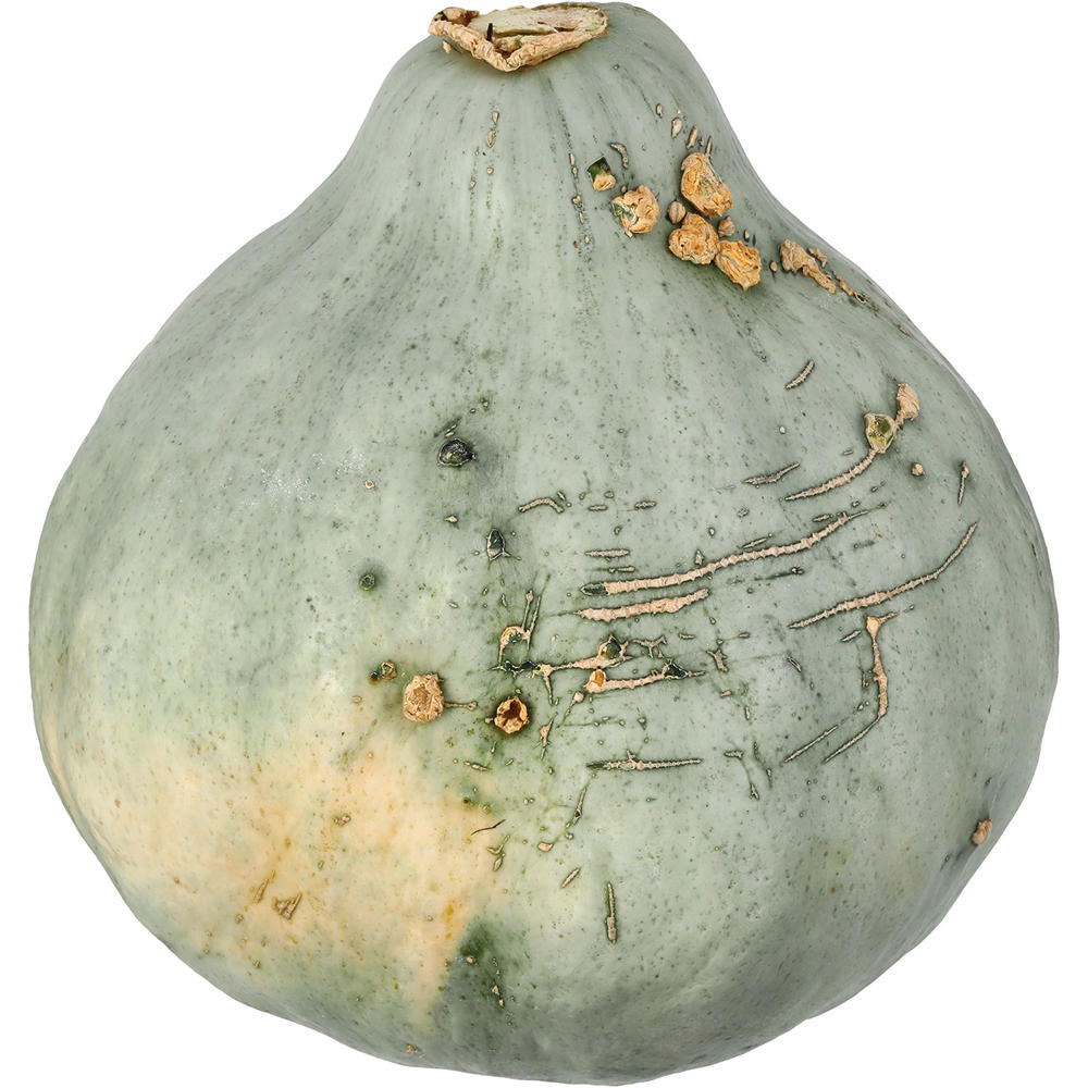 Fresh Blue Hubbard Squash, Avg. 5.0 lbs