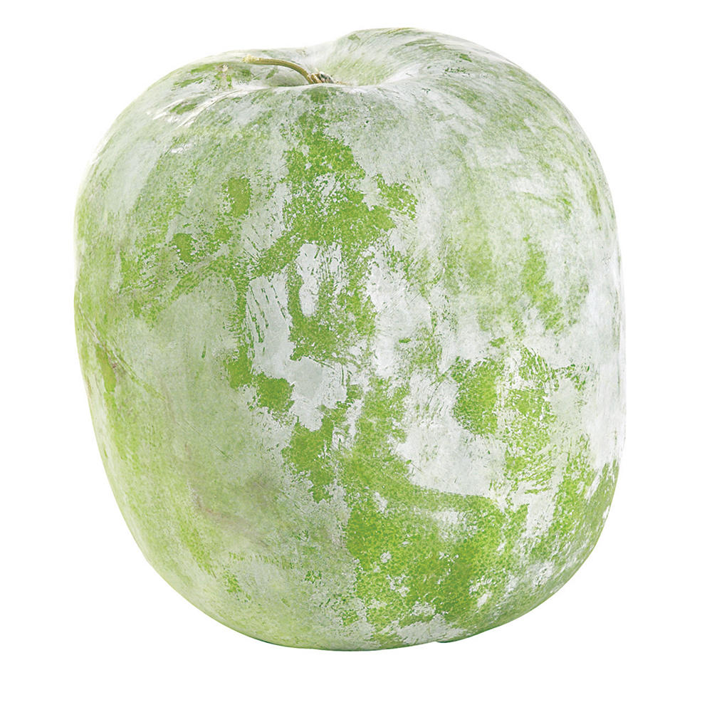 Fresh Winter Melon, lb