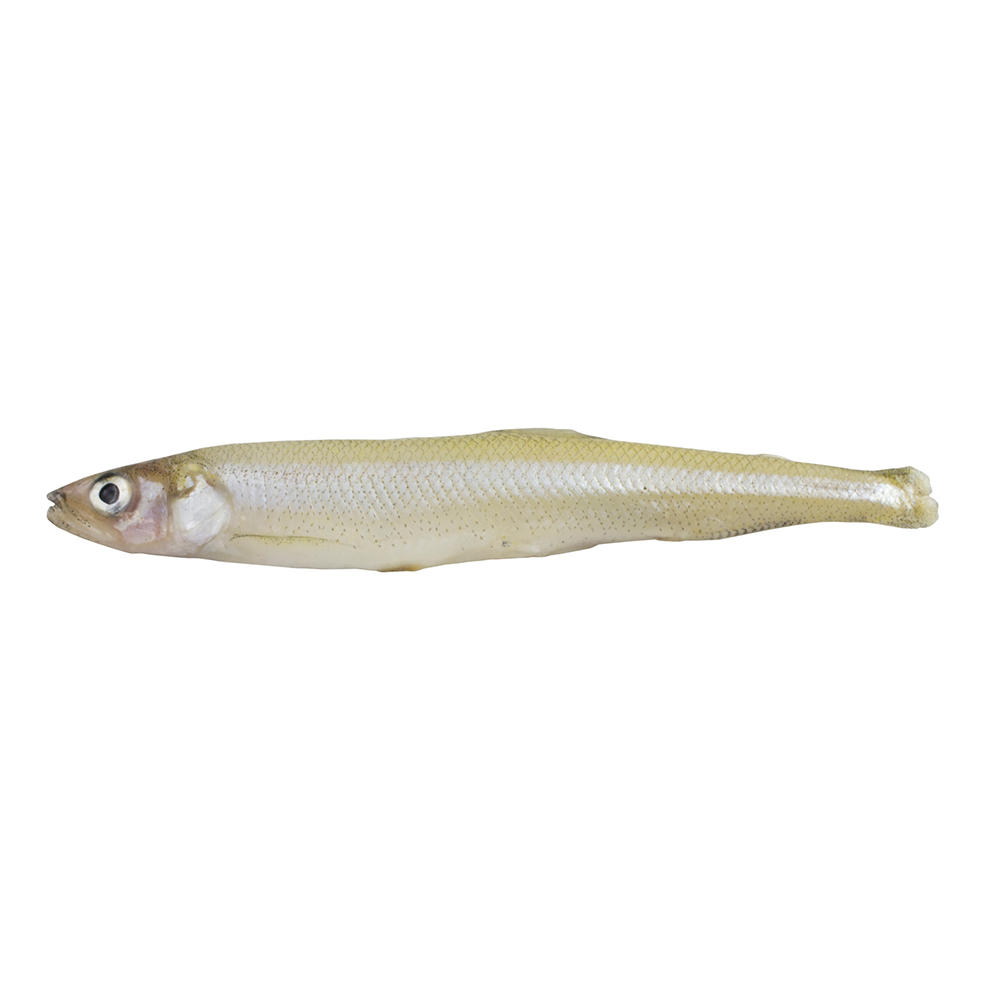 Frozen Smelt Whole Small, Wild Caught, lb