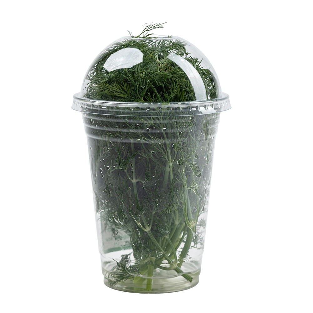 Fresh Aqua-dome Dill