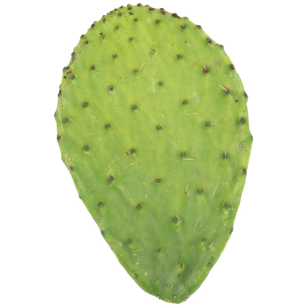 Fresh Bulk Nopales with Thorns, Avg. 0.25 lb