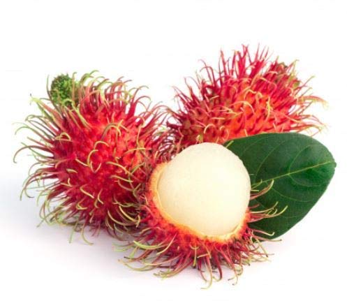 Rambutan Conventional, 12 Ounce