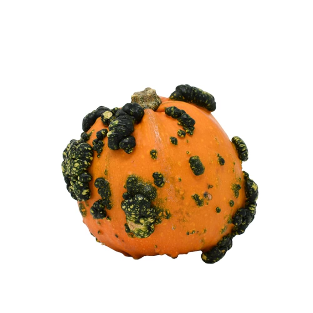 Bay Baby Produce Bumpy Mini Pumpkin, 1 Each