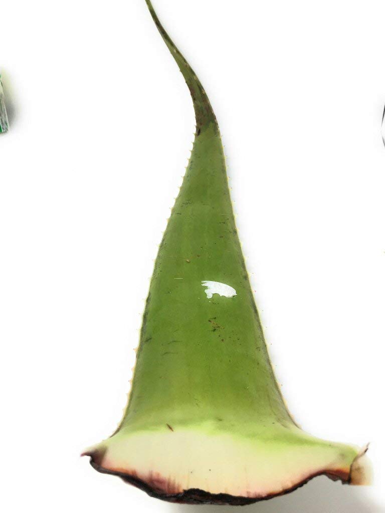Zenlifer Leaf Aloe Vera Organic, 1 Each