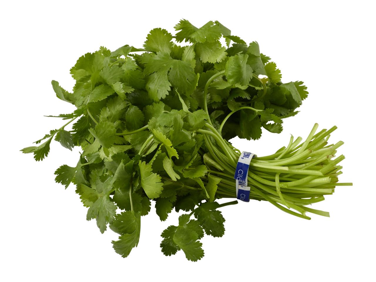 Natures Reward Cilantro, 1 EA