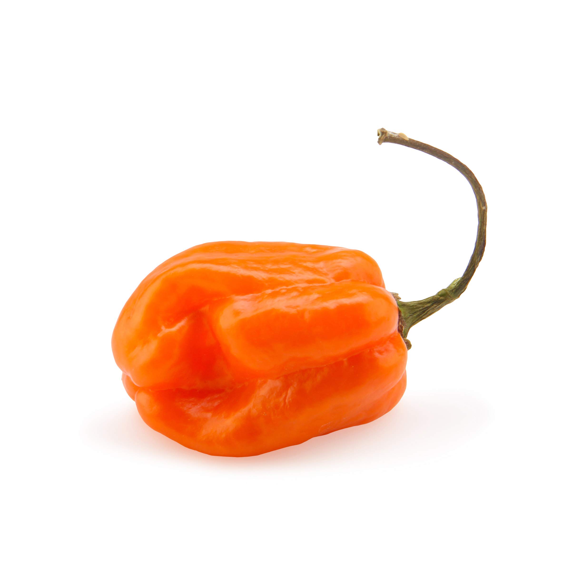 Habanero Pepper