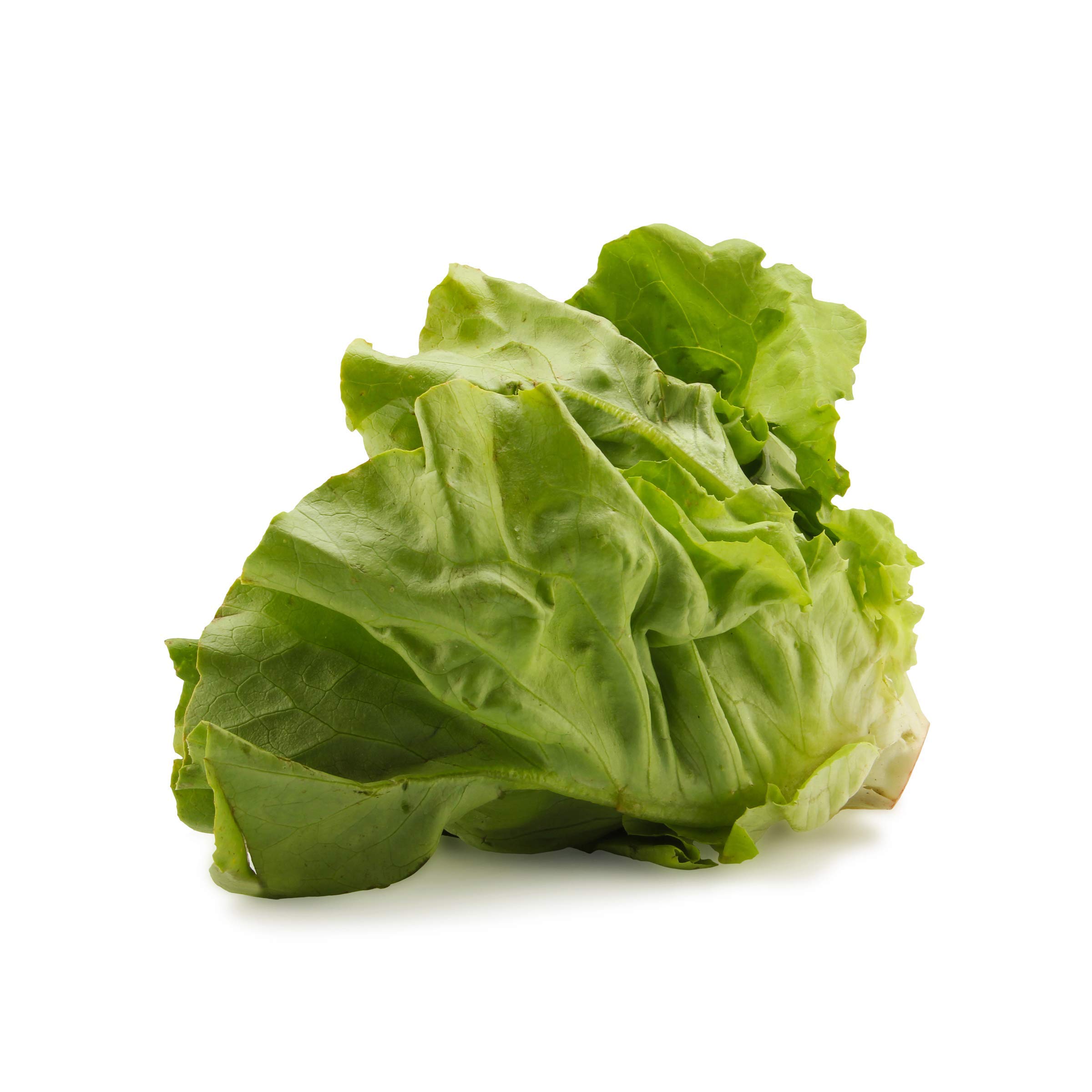Organic Butter Lettuce