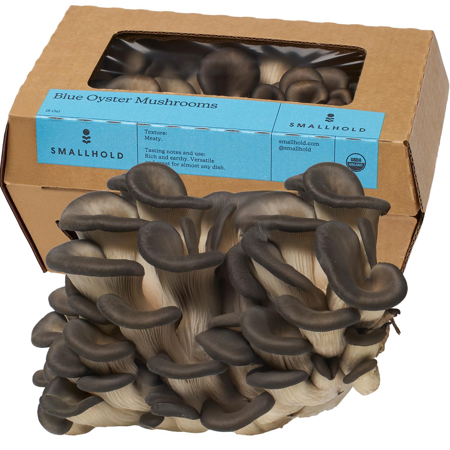Smallhold Fresh Organic Blue Oyster Mushroom – 8oz | Locally Grown Gourmet Mushroom | Ready to Cook, Nutrient-Dense Superfood
