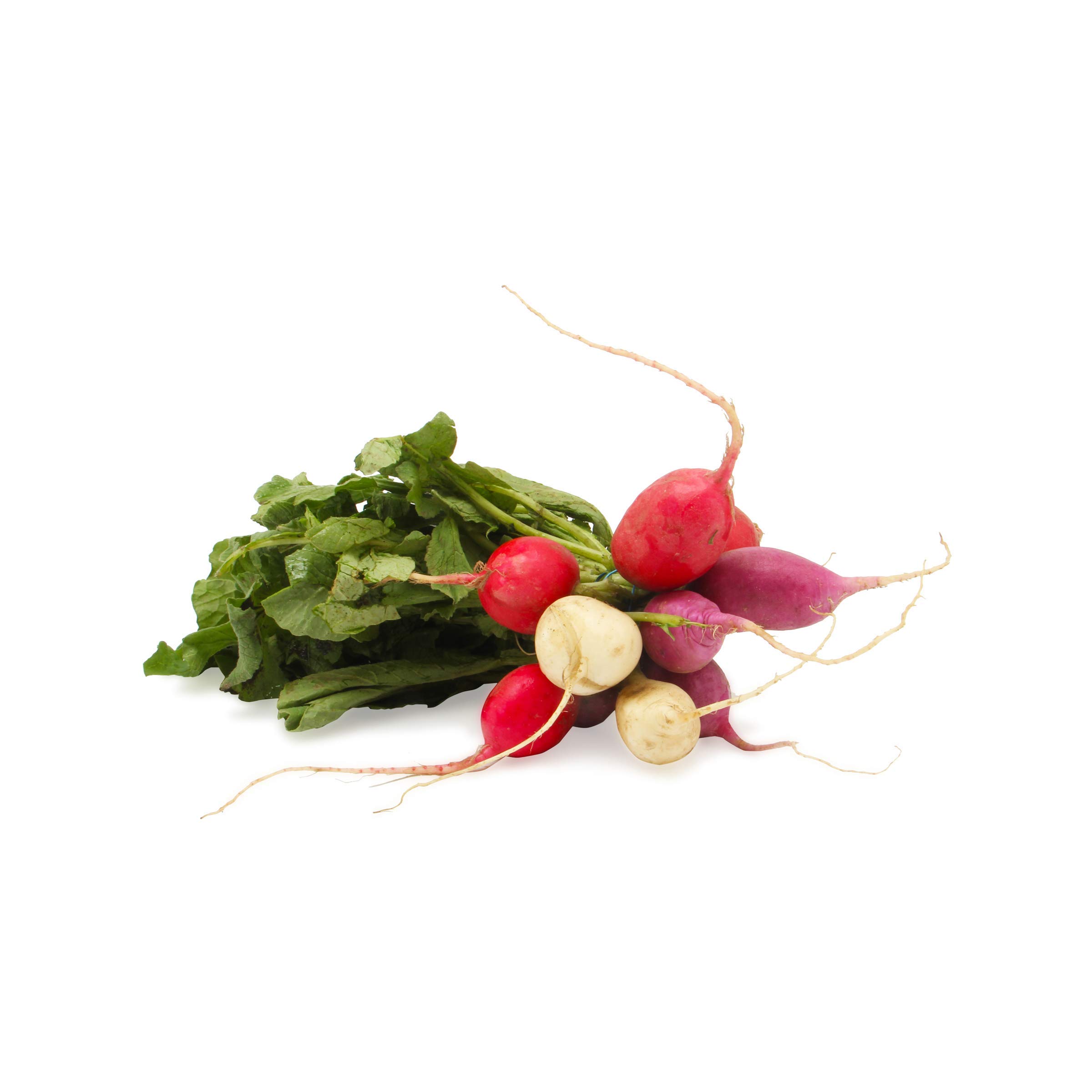 Organic Easter Egg Radish