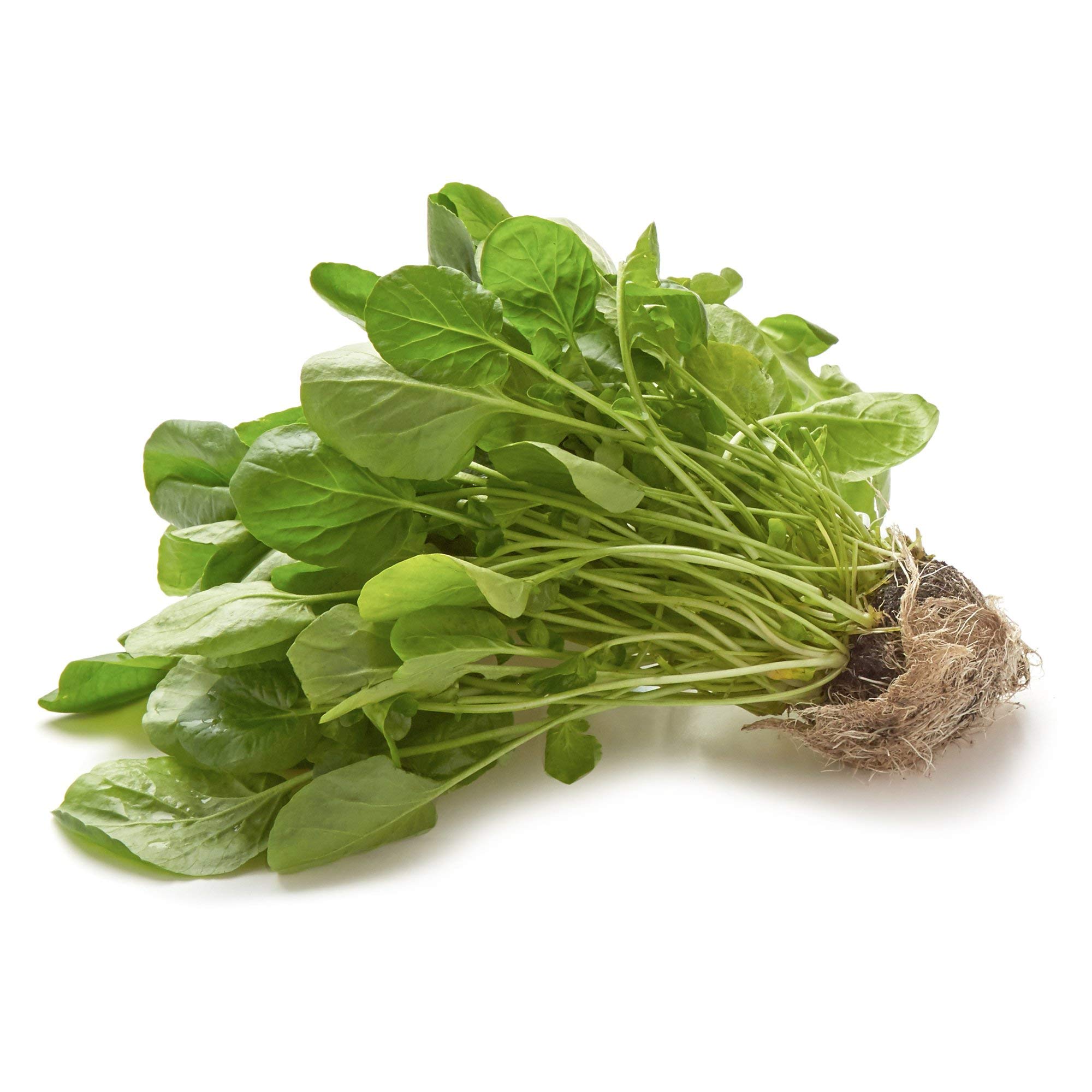Live Gourmet, Living Watercress Greens, 1 Each
