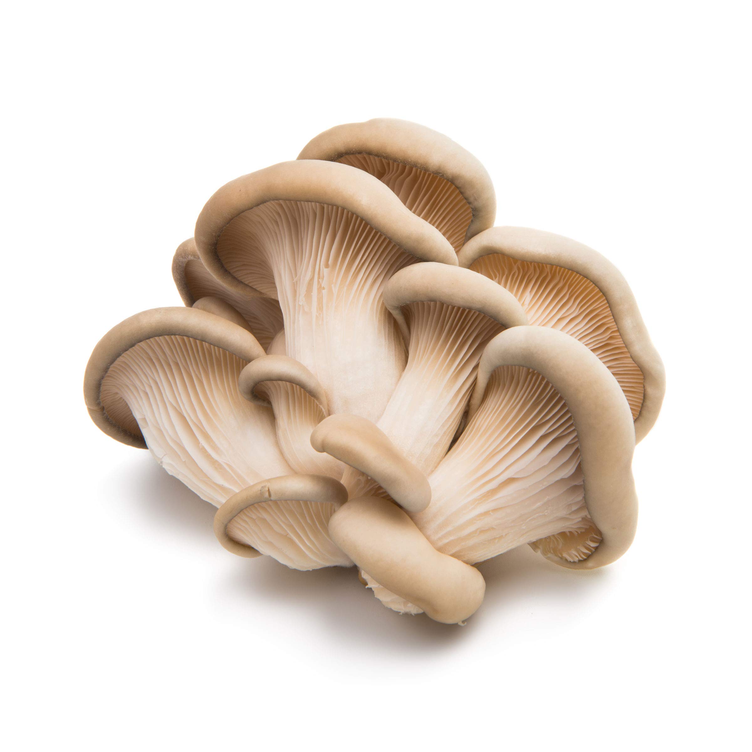 Organic Oyster Mushrooms, 3.5 Oz