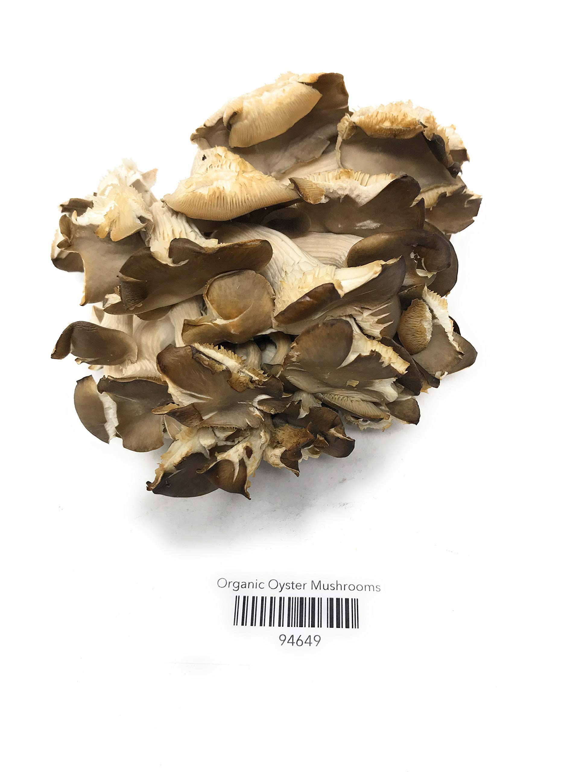 Organic Oyster Mushroom
