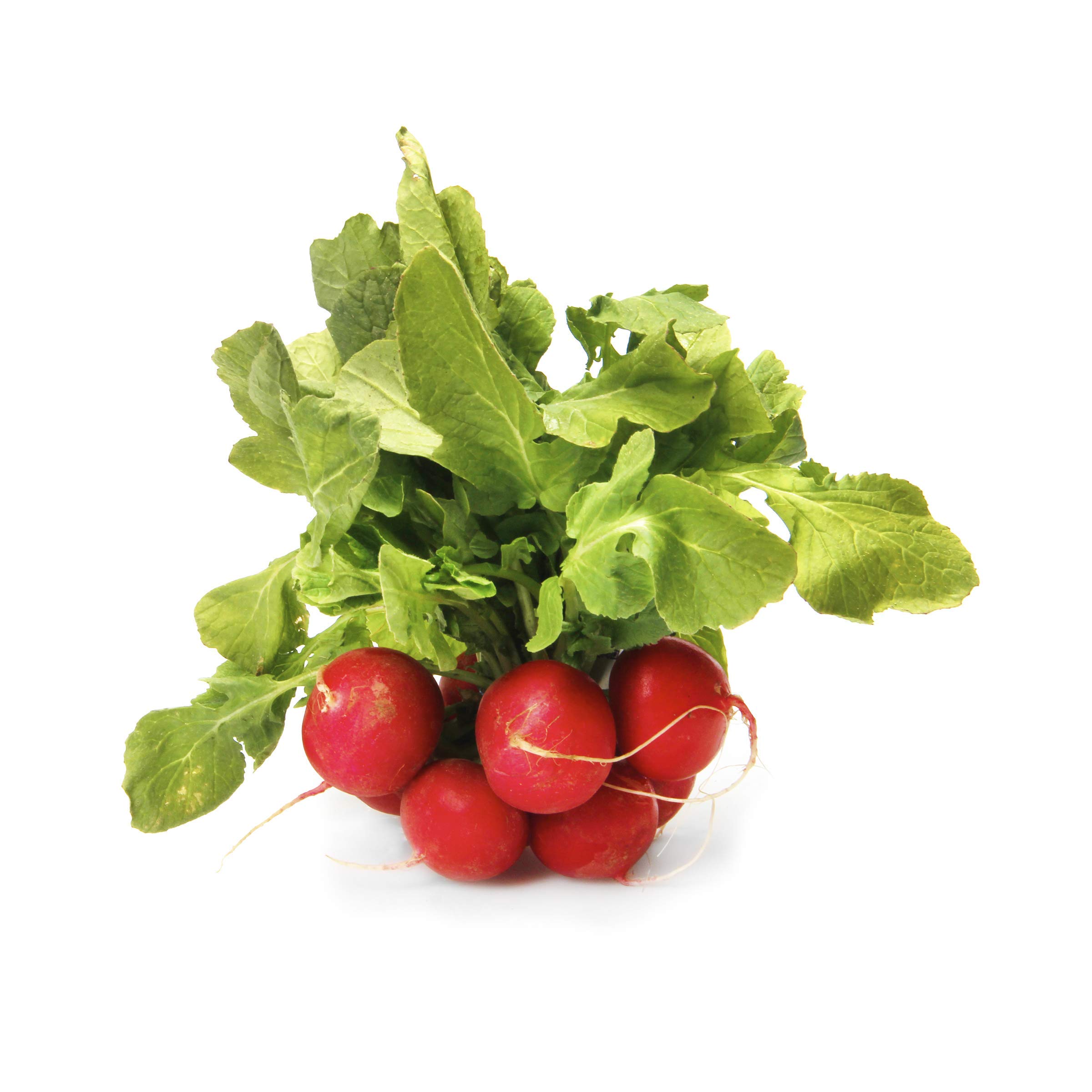 Organic Red Radishes, 1 Bunch