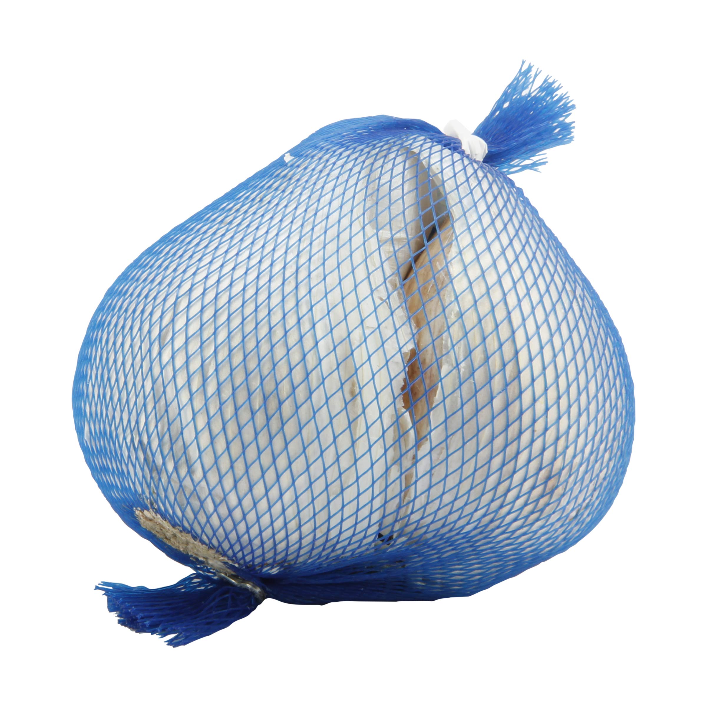 Elephant Garlic
