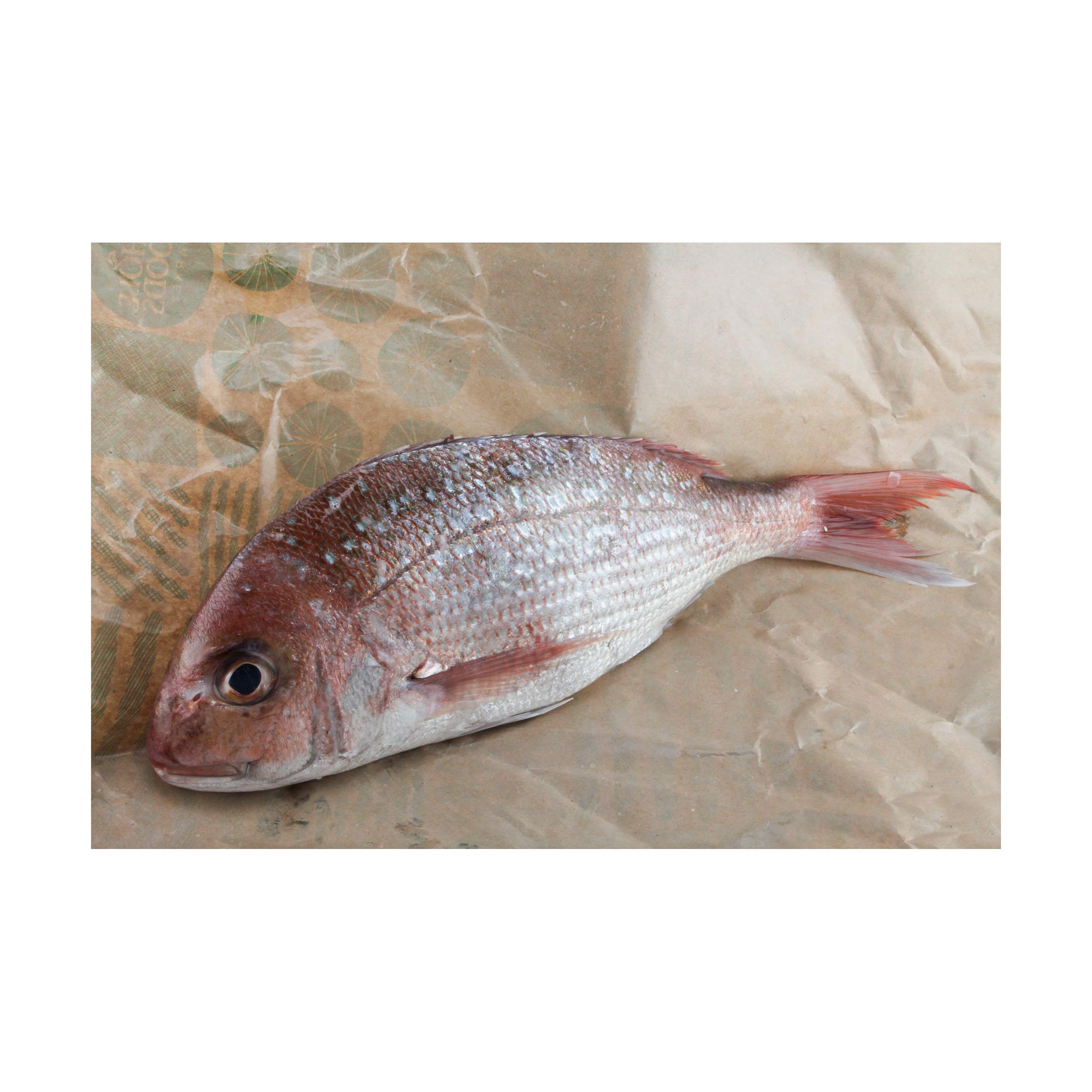 Whole Yellowtail Snapper