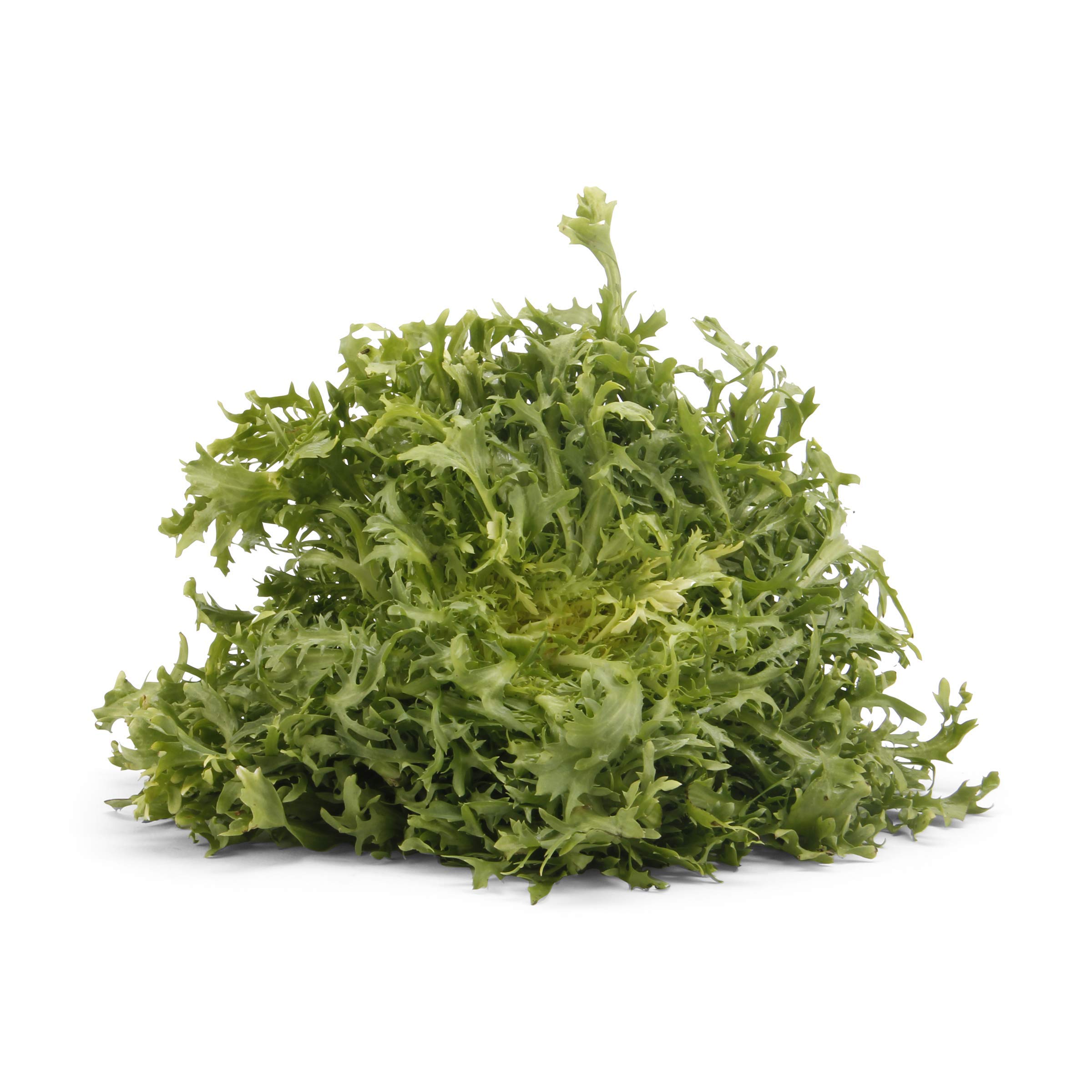 Organic Frisee Lettuce