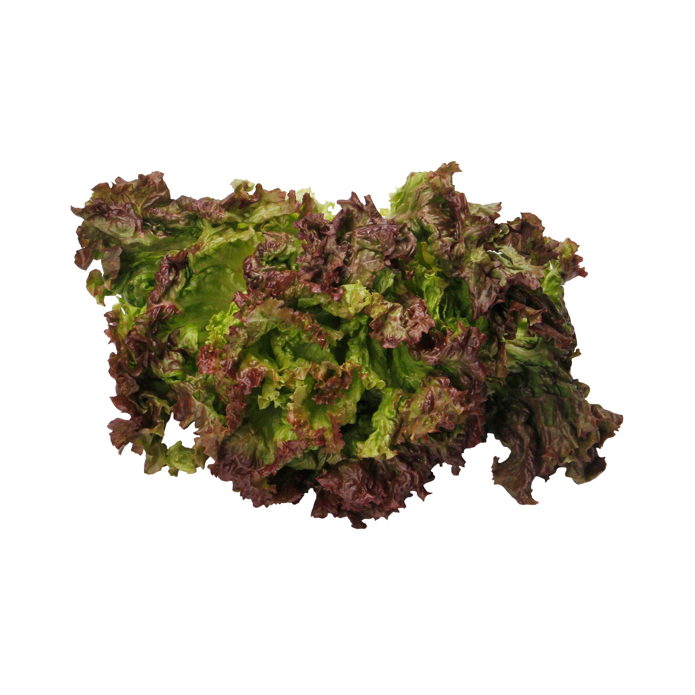 Lettuce Red Butter Organic, 1 Each