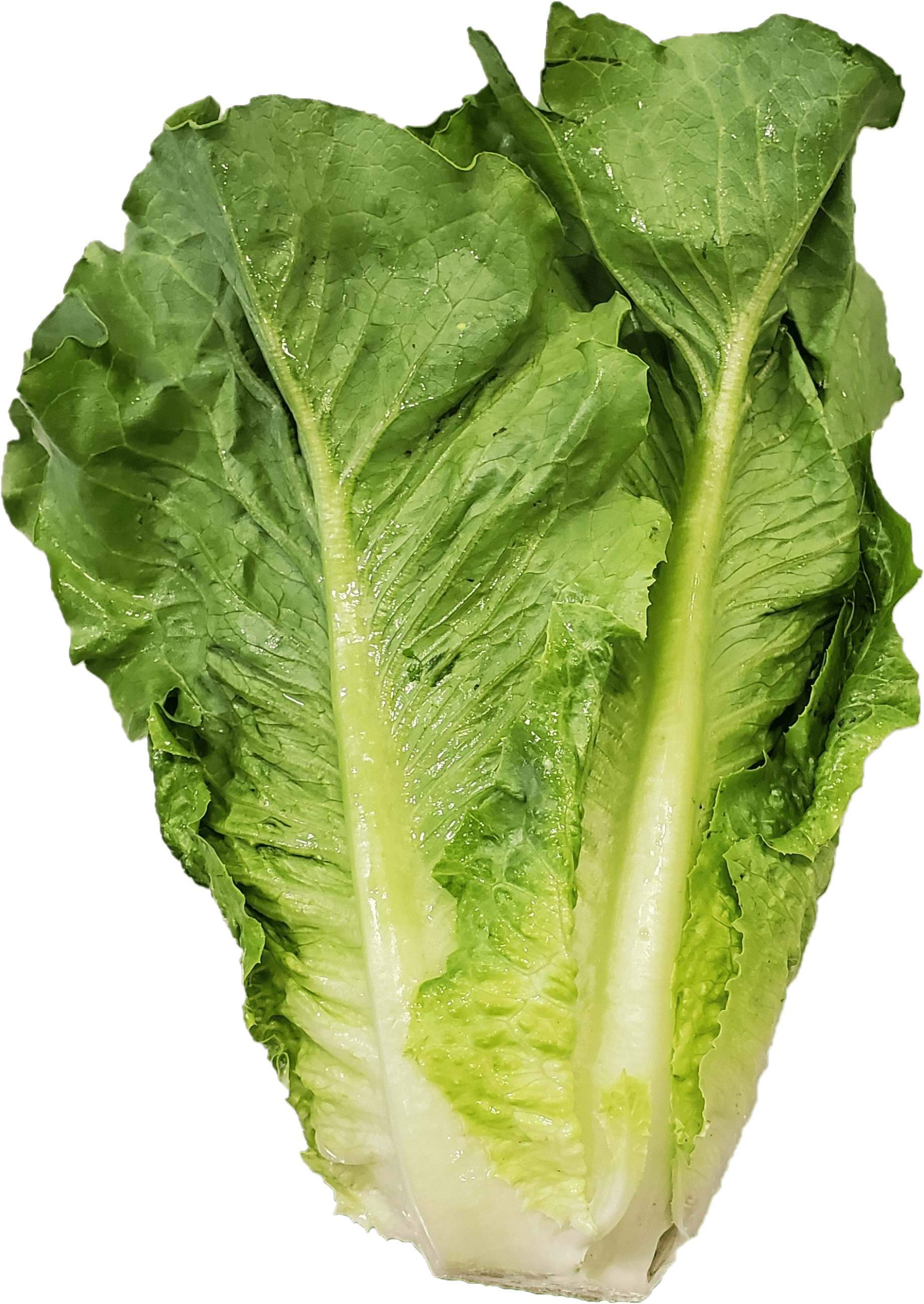 Fresh Romaine Lettuce by Farm Fresh