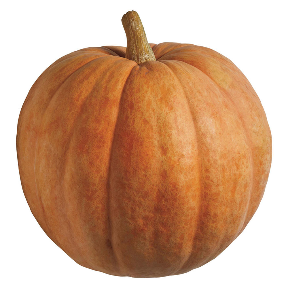 H-E-B Texas Roots Giant Pumpkins