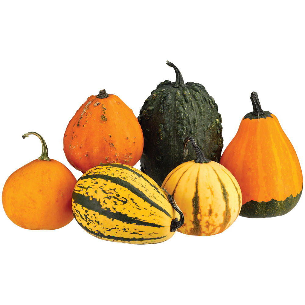 H-E-B Texas Roots Autumn Galore Pumpkin