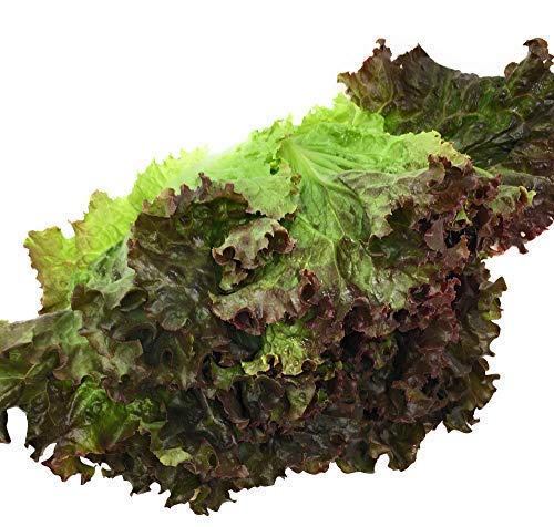 Produce Organic Oak Leaf Green Lettuce, 1 EA