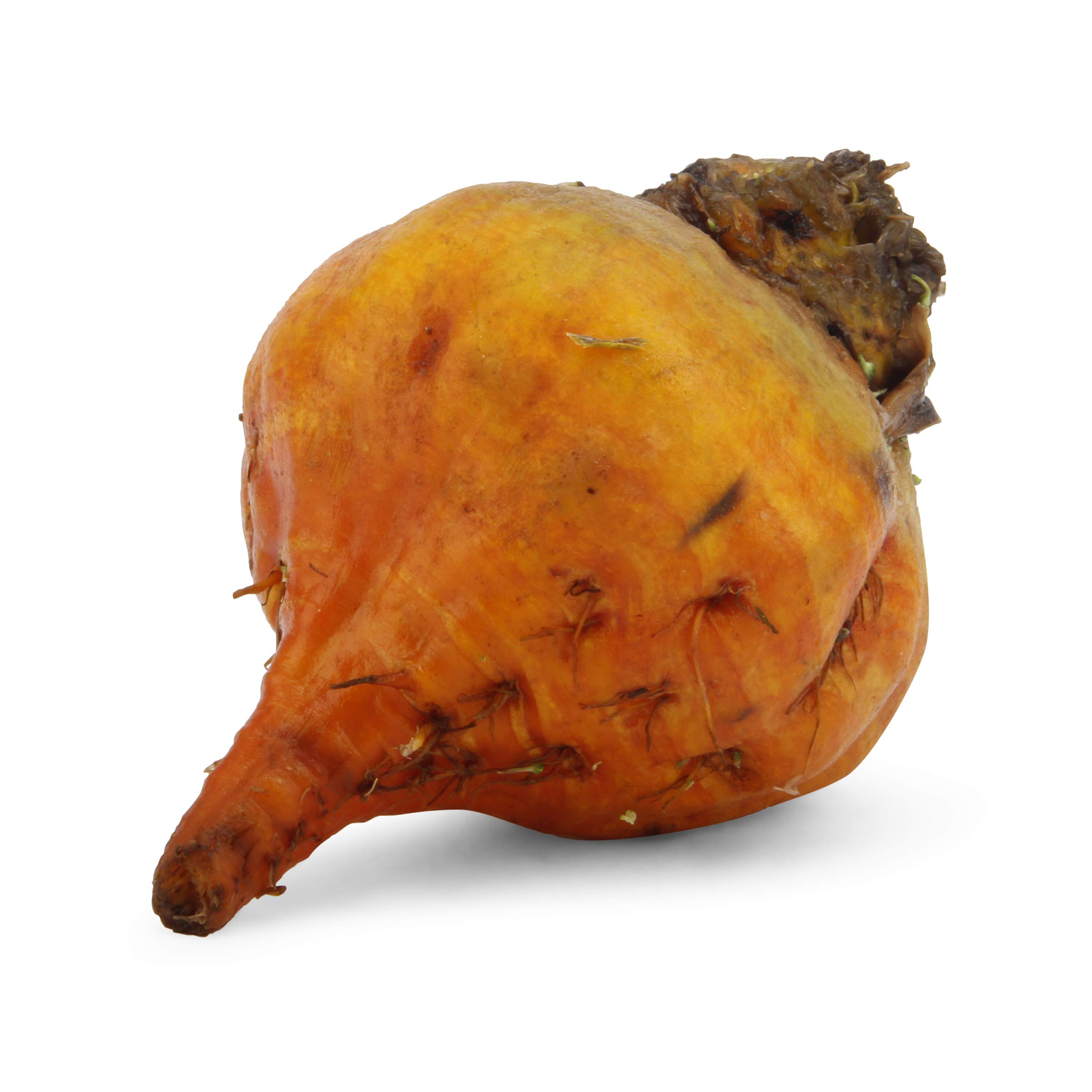 ROSEPLAZA Root Beet Golden Organic, 1 Each